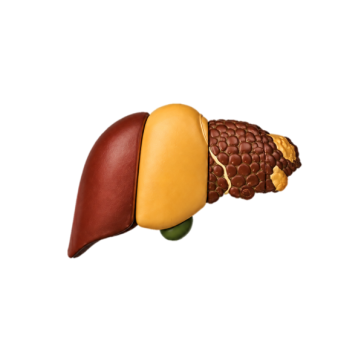 PERTH LIVER SCAN